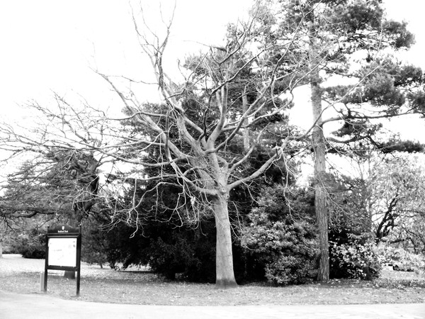Winter Tree 2