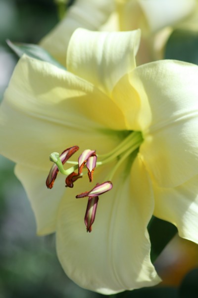 flower-como zoo