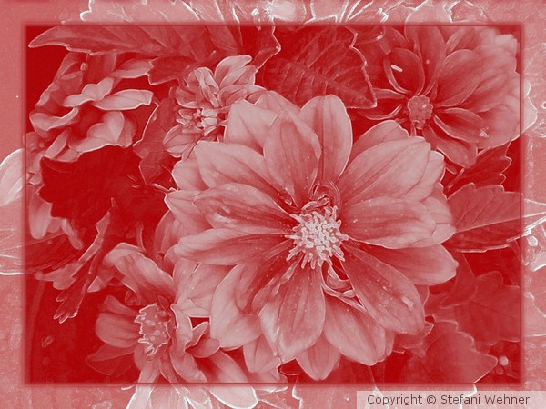 Dahlia for ever