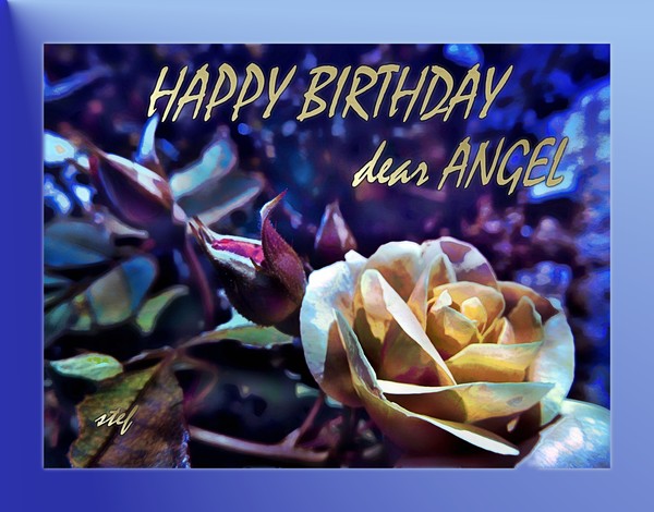 a rose for Angel