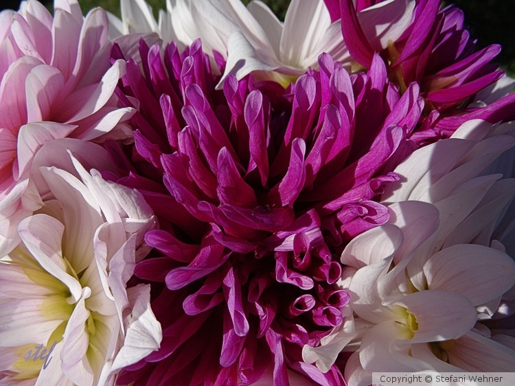 shades of pink