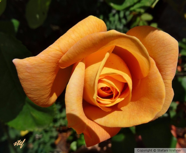 September Beauty