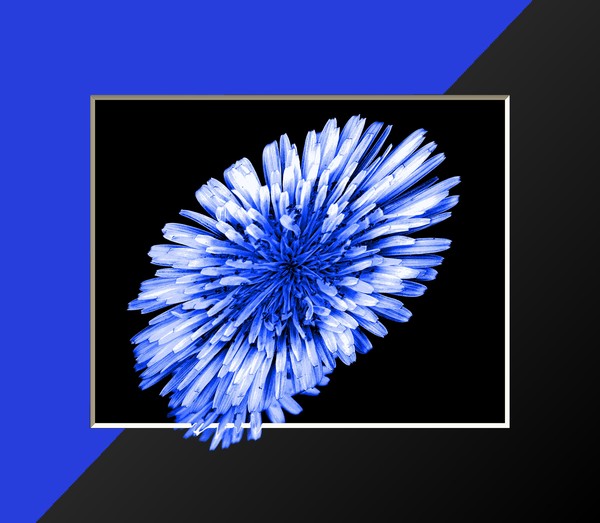 Blue'n black