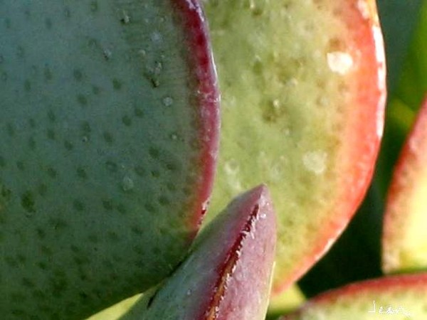 urban cactusleaves
