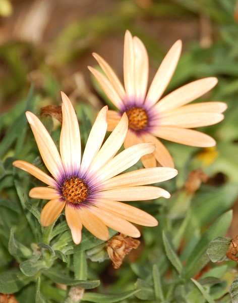 Twin Flowers