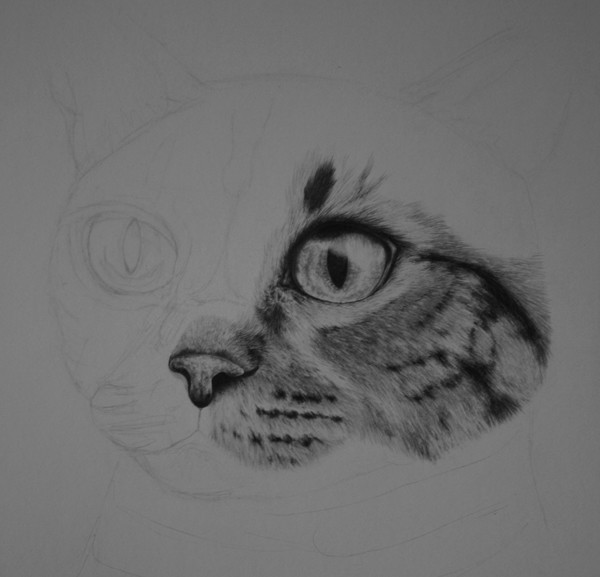 Simba Cat WIP