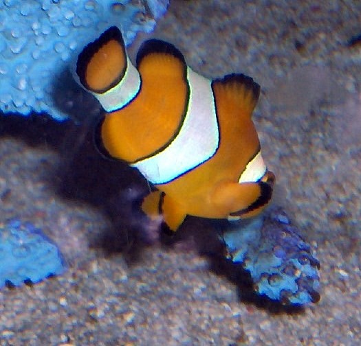 Nemo