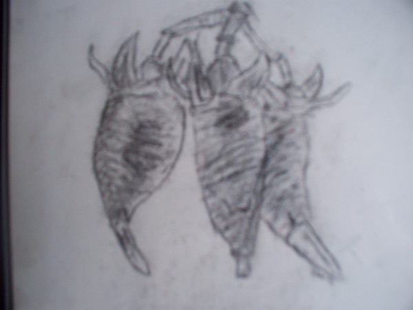 mangrove seeds