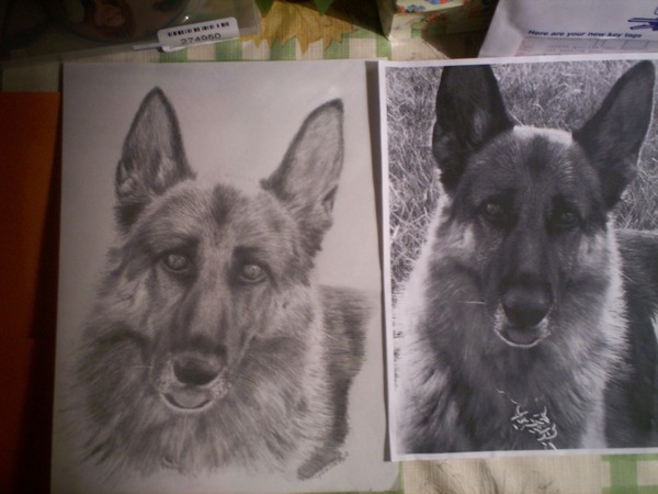 german shepherd