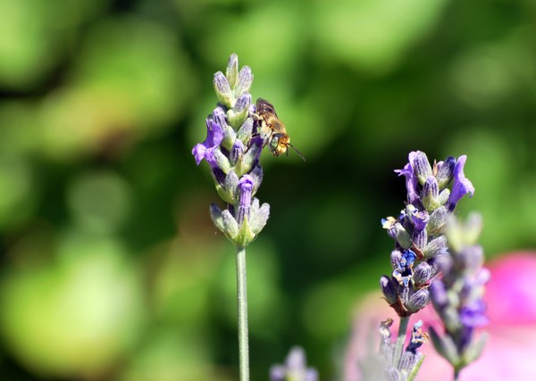 Nikon_06032009_3534