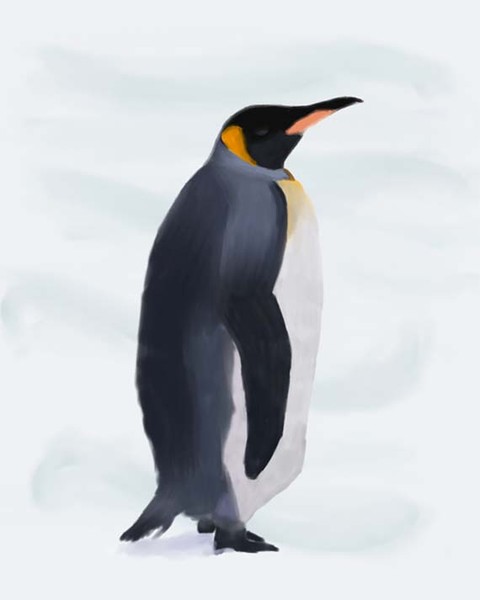 Emperor Penguin