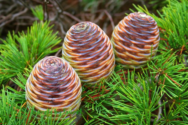 Merry Pine Cones Three