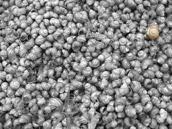 Shells