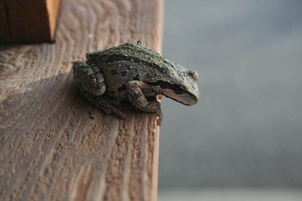 Guard Frog