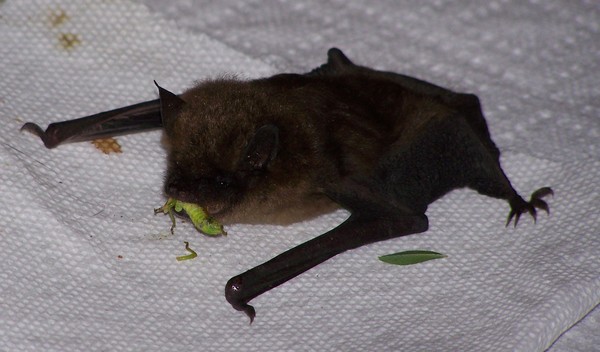Little Bat