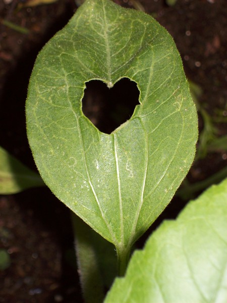 Love Leaf