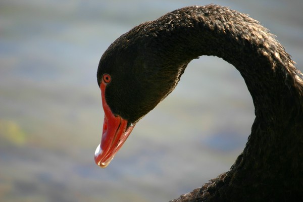 Black Swan 2