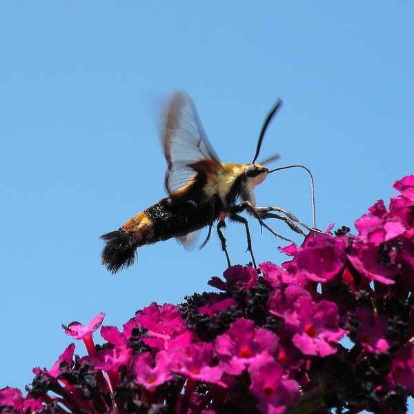 Snowberry Clearwing Moth