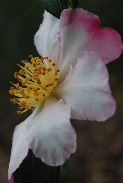 Camelia
