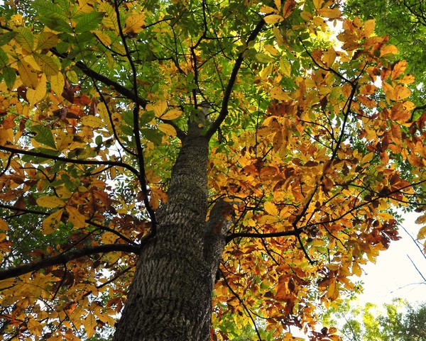 Hickory Tree