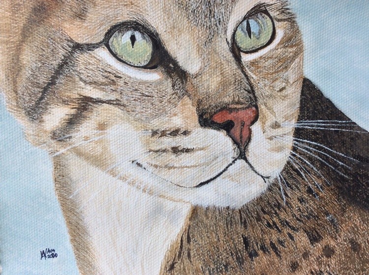 Dillon the tortoishell just for a friend.