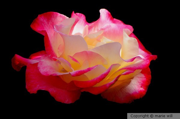 THE ROSE...