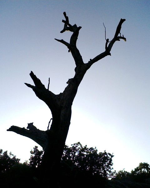 nature