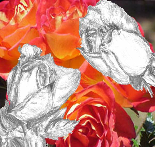 Roses