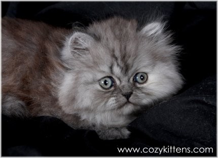 Cozy Kittens & Sue Johnson - www.cozykittens.com