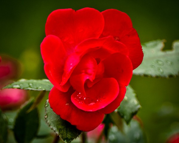 Rose