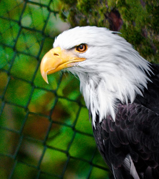 Eagle Eye