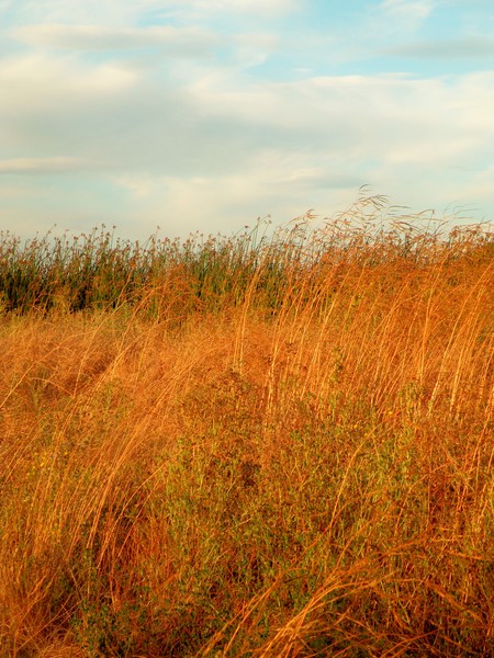 Ellis Creek Grasses