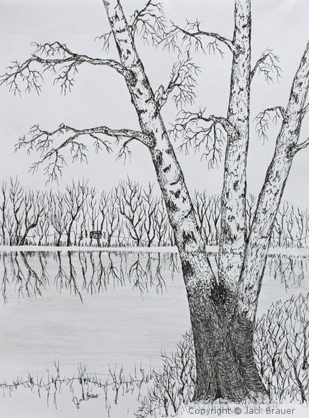 River Bank Birch