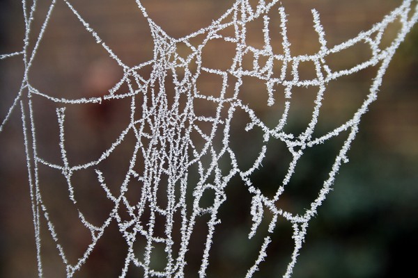 Frosty Cobweb