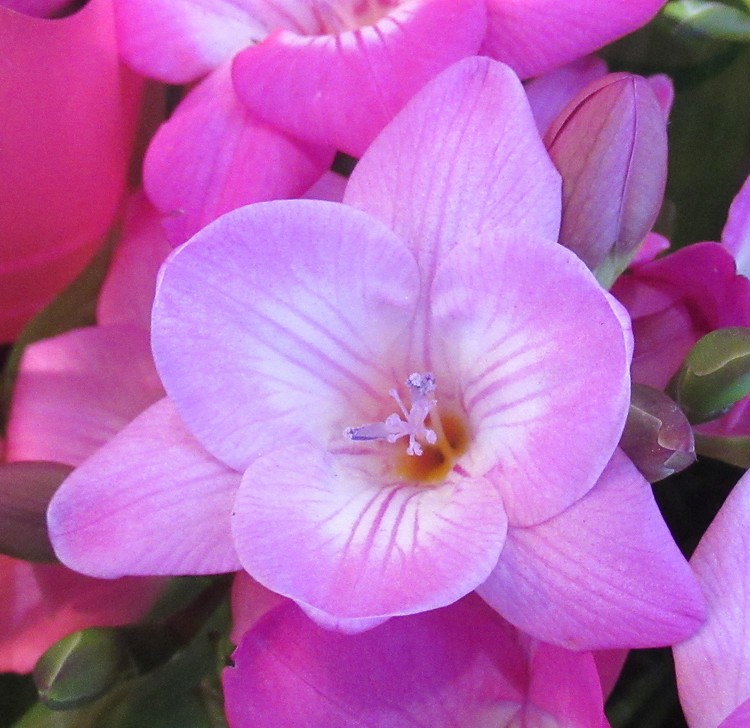 PINK PINK PINK