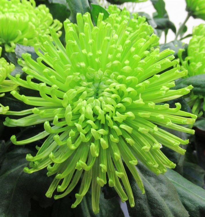 GREEN SATURDAY !!!