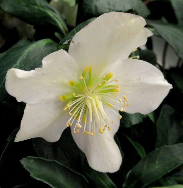 XMAS ROSE