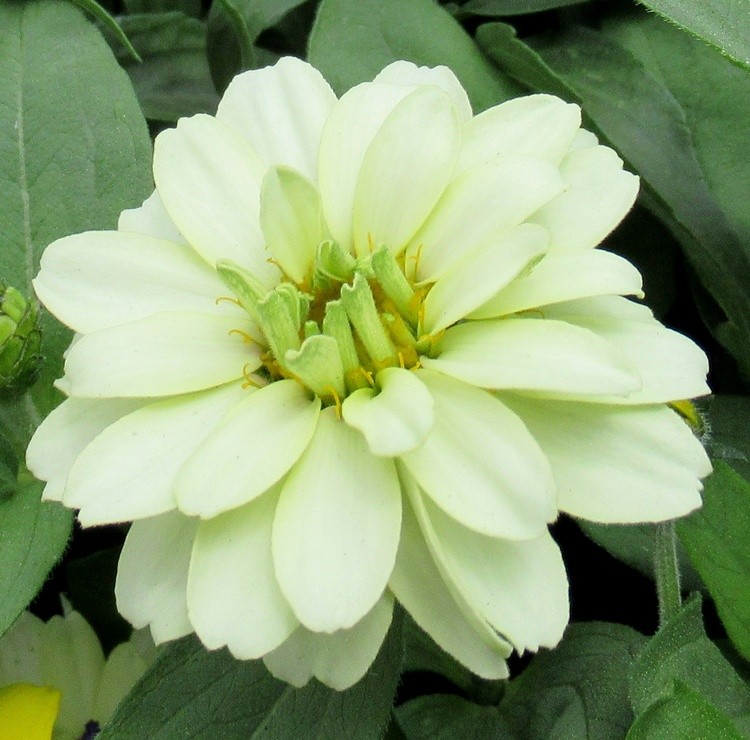 CREAMY ZINNIA