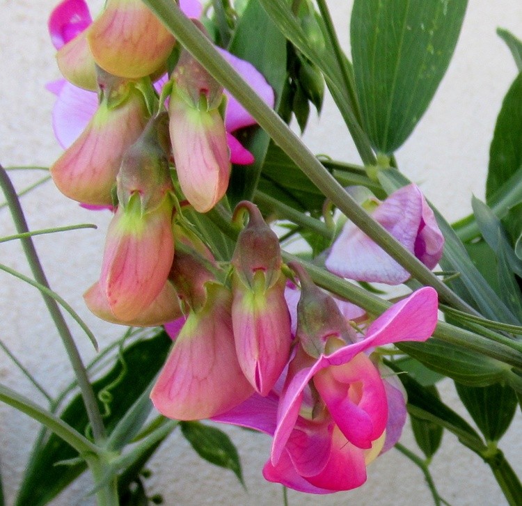SWEET PEAS