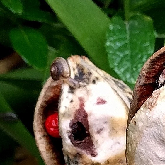 LITTLE SNAIL