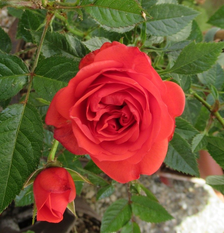 RED ROSE