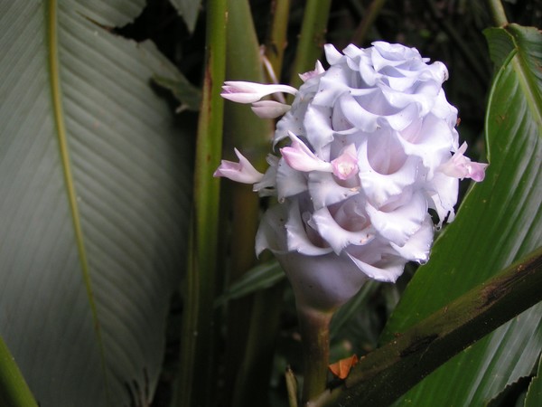 ice blue calathea