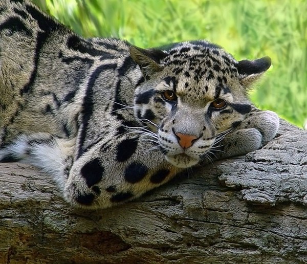 Clouded Leopard