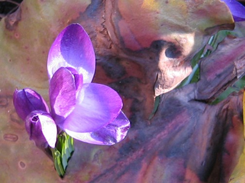 Crocus face