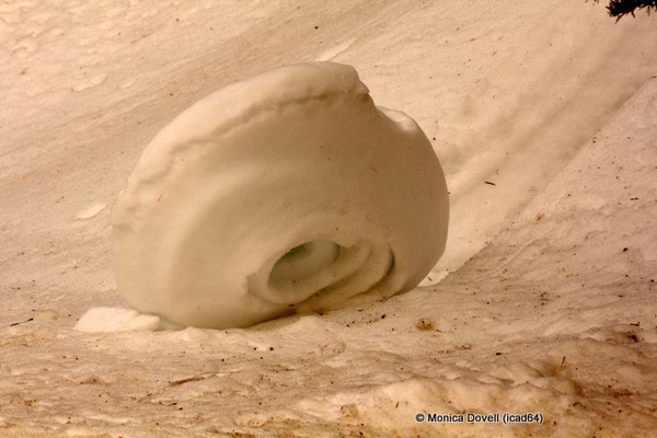 Snow snail