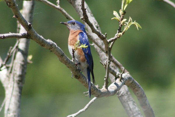 Blue Bird