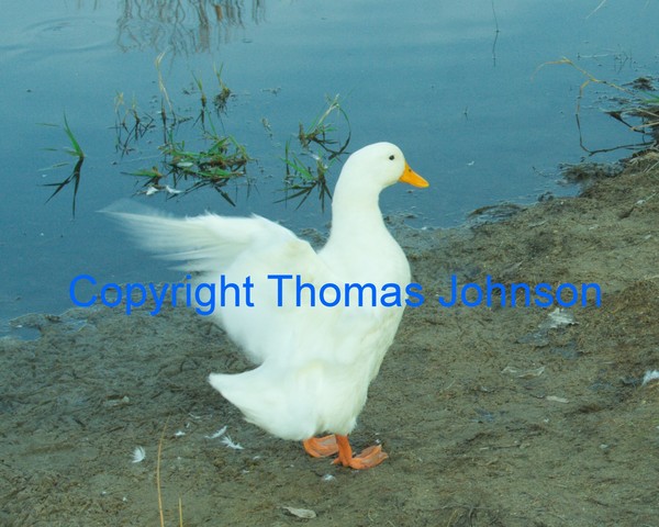 Duck on the Pond