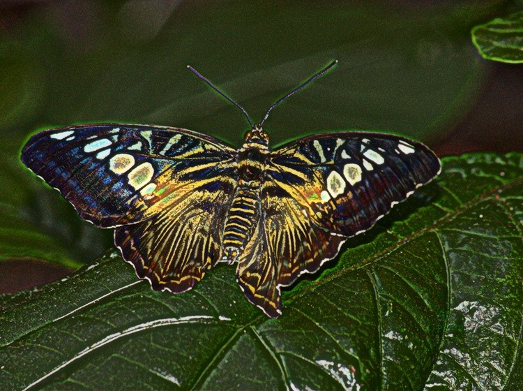 Butterfly dark