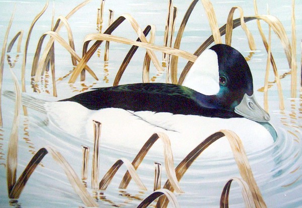 Buffel Head Duck In Reed Bed 