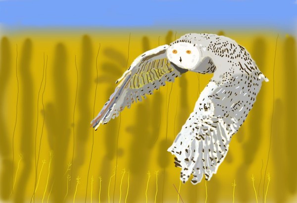 Owl in Flight